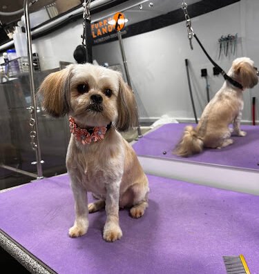 Furry Land Mobile Grooming Corpus Christi