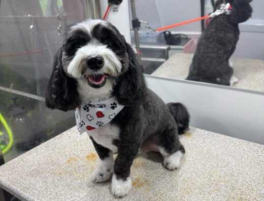 Furry Land Mobile Grooming Orlando – pet care in Orlando (photo 1)