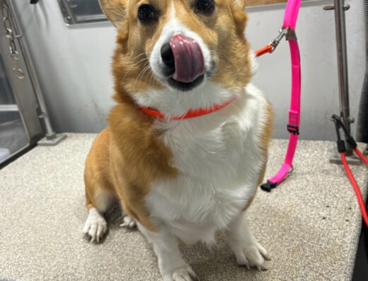 Furry Land Mobile Grooming Orlando – pet care in Orlando (photo 2)