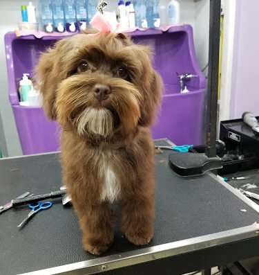 Fuzz Monsters Pet Grooming – pet grooming in Sacramento