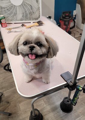 Fuzzies Pet Grooming LLC – pet care in St. Louis