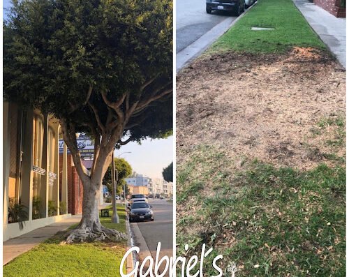 Gabriel's Tree Service and Demolition