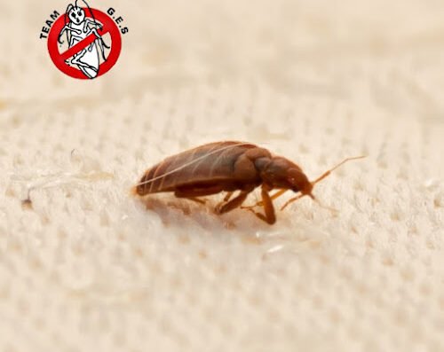 General Environmental Services – pest control in Boston