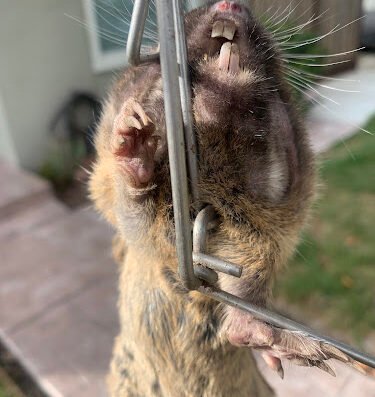 Gopher & Mole Exterminator – pest control in San Jose