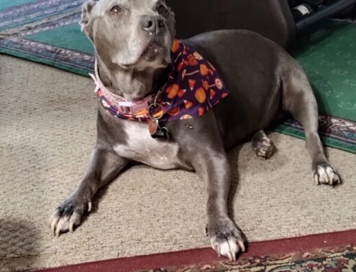 Grateful Dog Daycare – pet boarding in Sacramento (photo 2)