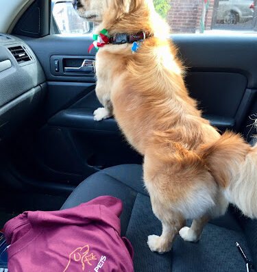 Grateful Pets – pet care in St. Louis