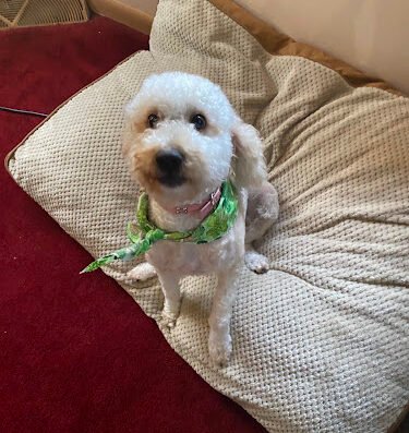 Greenfield Grooming Salon – pet care in Pittsburgh