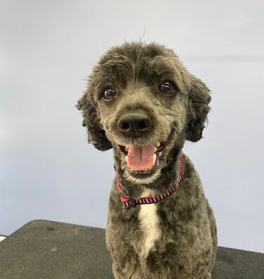 Groom Haven – pet care in Baltimore