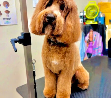 Groomer19 & Friends Pet Salon