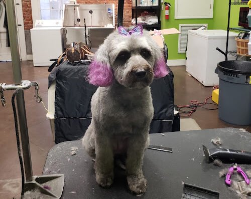 Grooming By Lesa – pet care in New Orleans