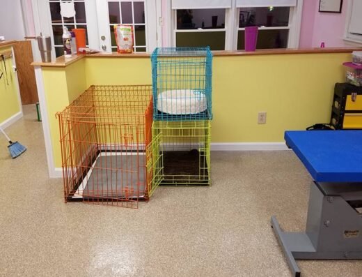Groovy Grooming Galz – pet care in Cincinnati (photo 1)