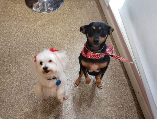 Groovy Grooming Galz – pet care in Cincinnati (photo 2)