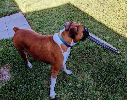 GT Wulfs Dog Poop Scooper Service