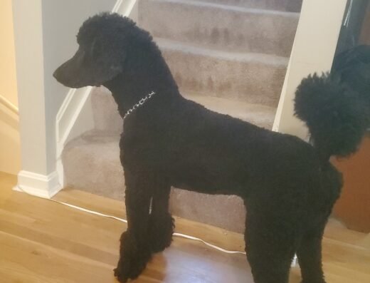 Hair Of The Dog Grooming Salon – pet care in Cincinnati