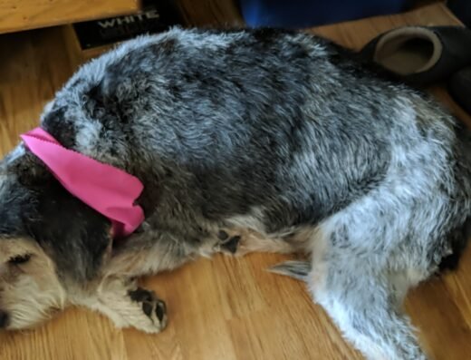 Hair Of The Dog Grooming Salon – pet care in Cincinnati (photo 1)