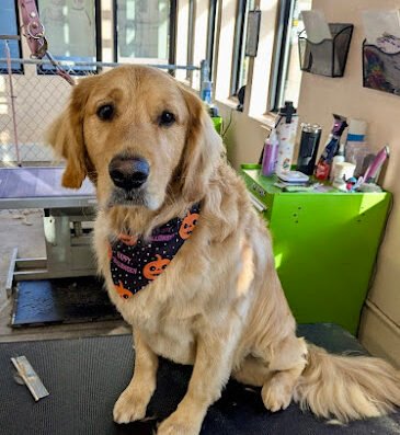 Happi Pup Spa (formerly Sydnees Pet Grooming)