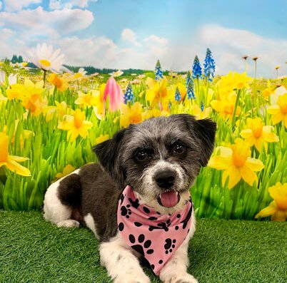 Happy Drools Grooming Studio – pet care in Orlando