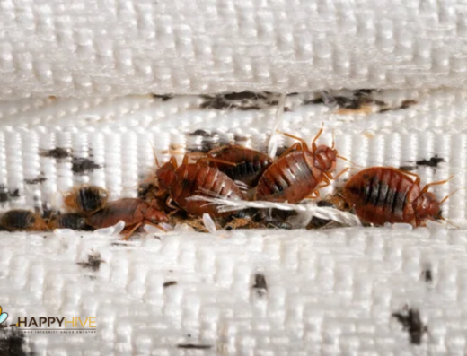 Happy Hive Pest Management – pest control in Cincinnati (photo 1)