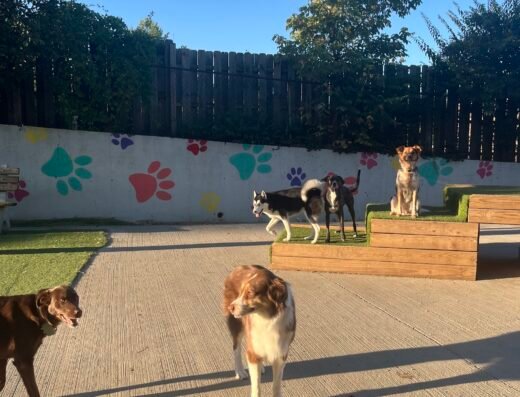 Happy Paws – pet care in Cincinnati (photo 2)