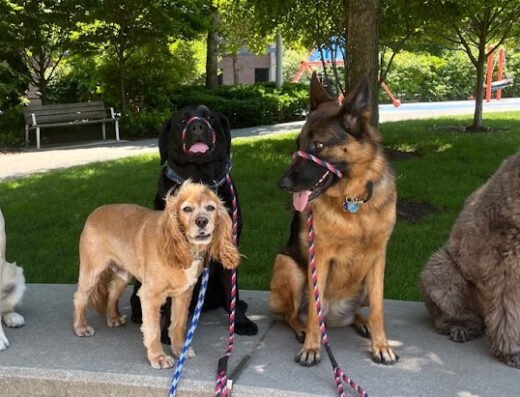 Happy Paws Boston – pet care in Boston