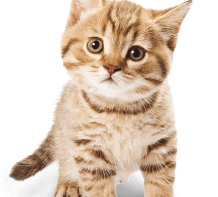Happy Paws Home Care – pet care in Cincinnati (photo 2)