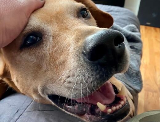 Happy Puppy