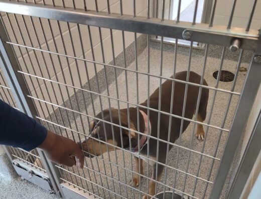 Harris County Pets