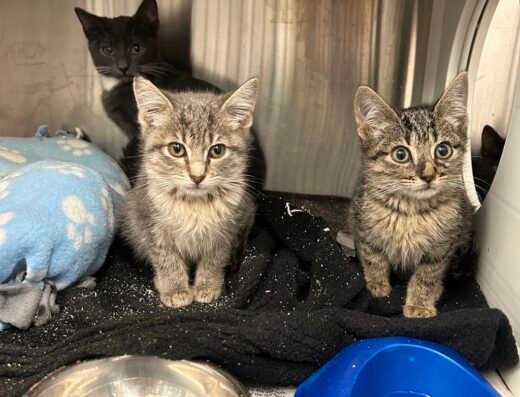Harris County Pets