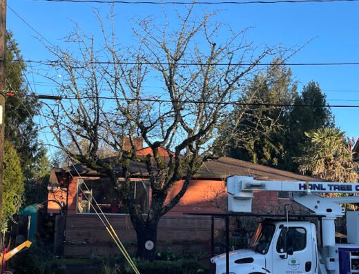 Honl Tree Care Inc – tree service in Portland