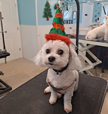 Hoosier Groomer Pet Studio LLC