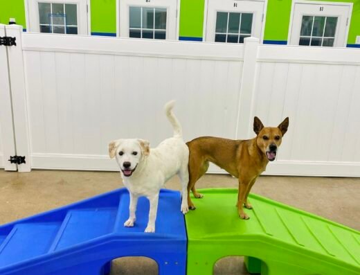 Hounds Town - Cincinnati - Madisonville – pet care in Cincinnati (photo 3)