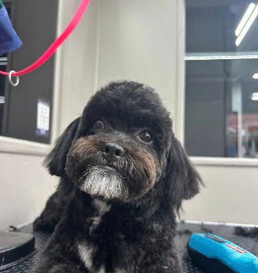 House Of Phideau – pet care in St. Louis