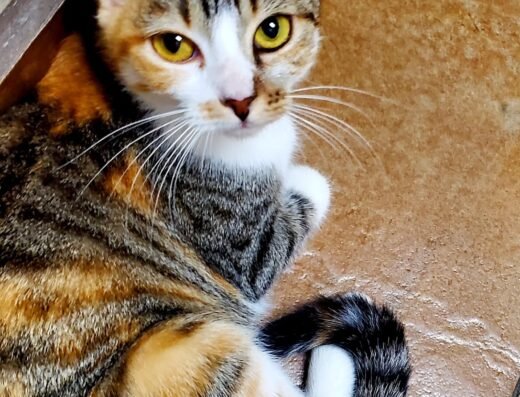 Houston SPCA Veterinary Clinic