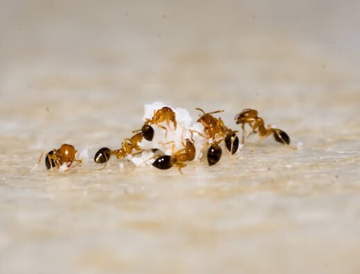 iPro Pest Control