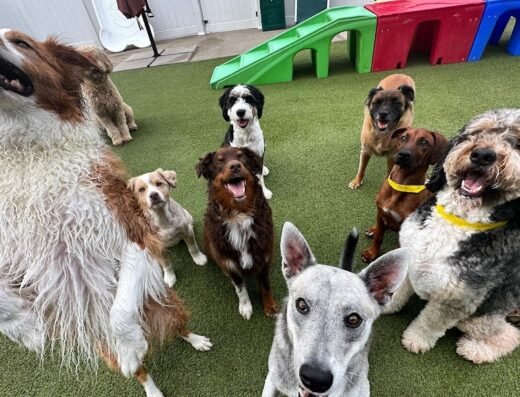 Jackson’s Place Unleashed Pet Resort & Bakery – Dog Daycare, Dog Boarding, Dog Grooming & Dog Training