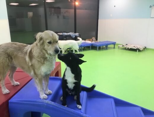 Jackson’s Place Unleashed Pet Resort & Bakery – Dog Daycare, Dog Boarding, Dog Grooming & Dog Training
