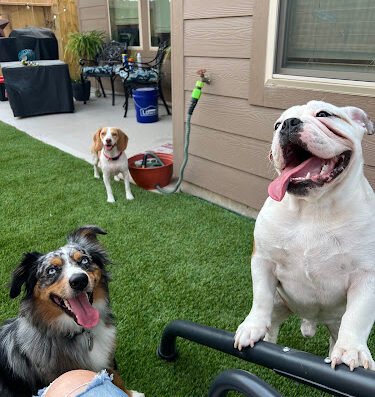 Jen The Dog Lady Pet Sitting Services