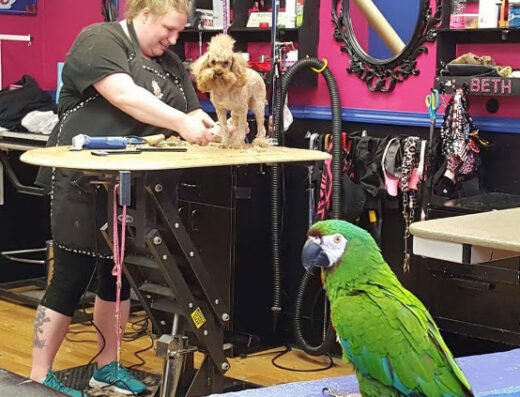 K-9 & Kitty Kutters – pet care in Minneapolis