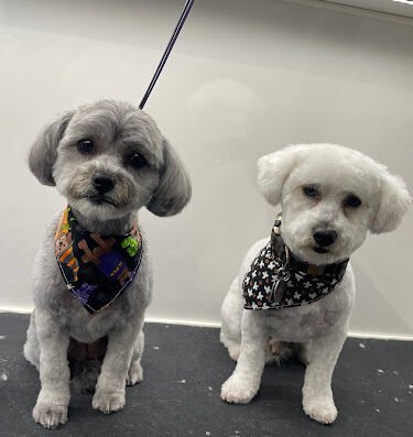 K9 Grooming - Mobile Pet Salon and Spa Los Angeles