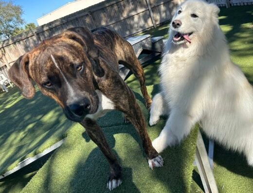 Kamp K9 – pet care in Orlando (photo 1)