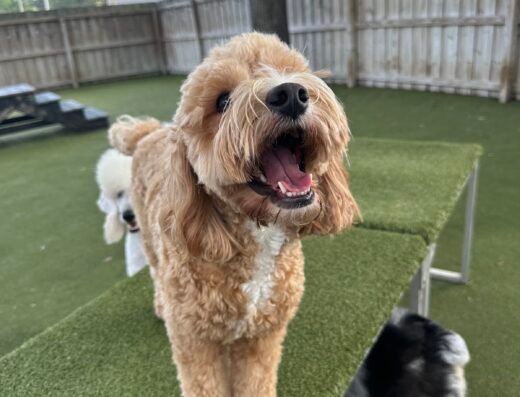 Kamp K9 – pet care in Orlando (photo 2)
