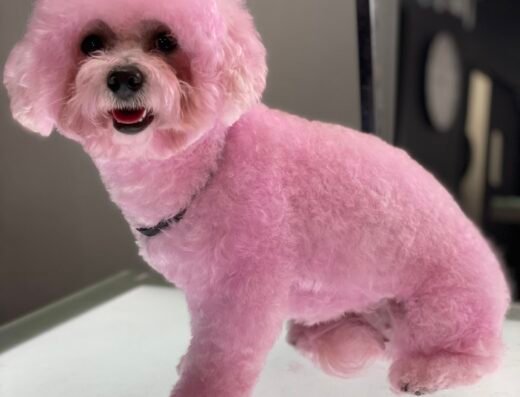 Kash's paws spa – pet grooming in Sacramento (photo 1)