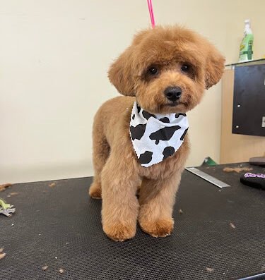 Kash's paws spa – pet grooming in Sacramento