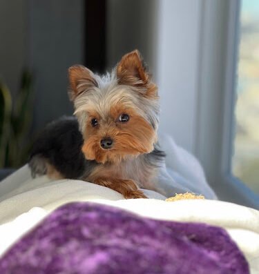 Kosita's Pet Grooming – pet care in San Francisco