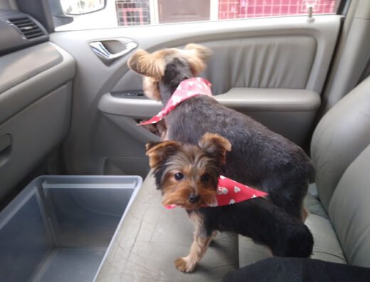 Lady Luck Pet Grooming