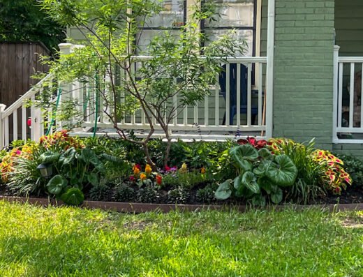 Landscapology LLC – Lawn care in Houston