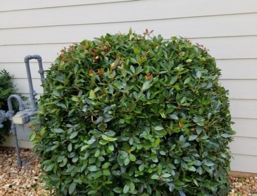 LawnStarter – Houston Landscaping