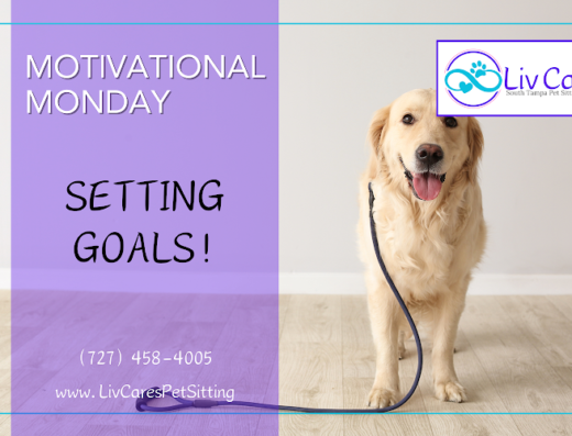 Liv Care's Pet Sitting – pet care in Tampa