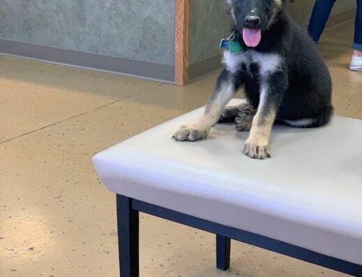 Long Drive Dog & Cat Hospital