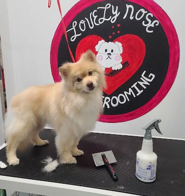 Lovely Nose Pet Grooming